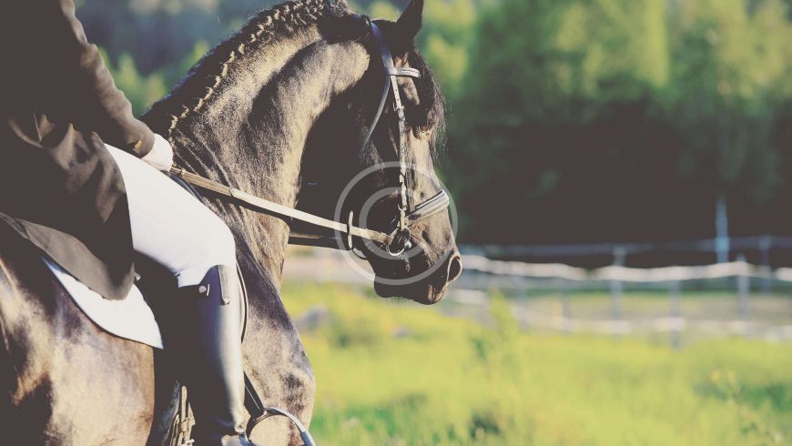 Are Riders Too Heavy for Their Horses?